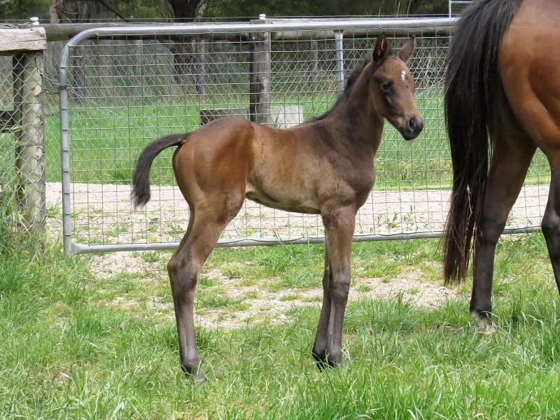 041 Bluegrass Danni x Jungle Ruler bf 23-10 3d